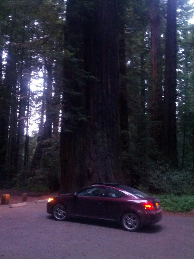 redwood tree