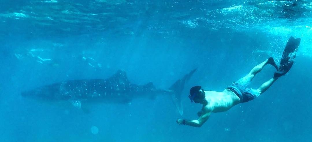 whale shark